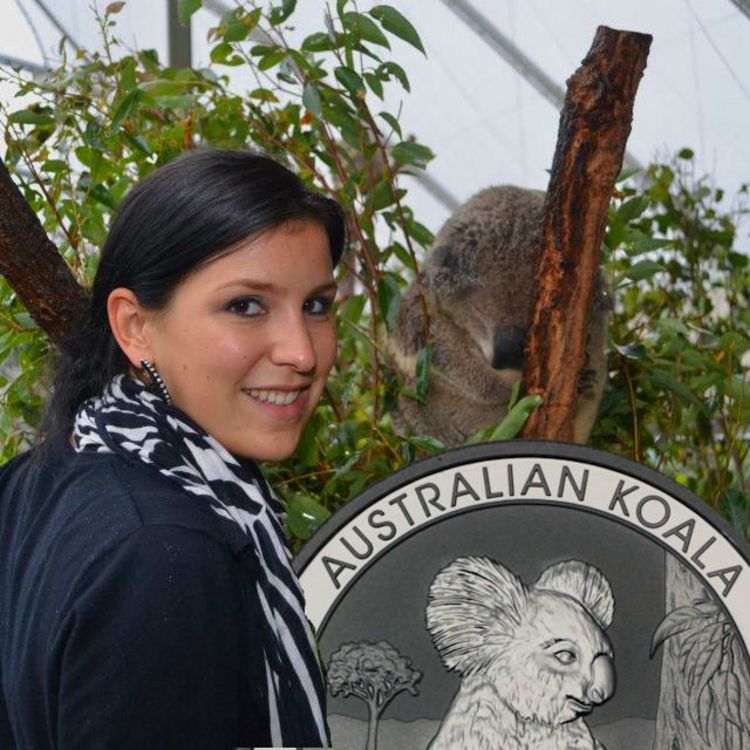 Australian Koala 2017