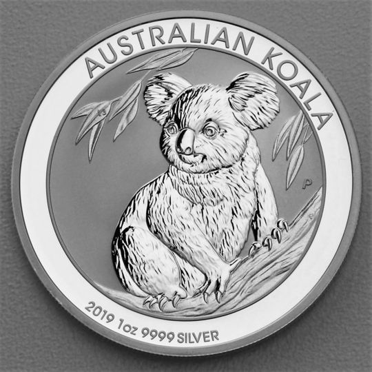 Australian Koala 2019