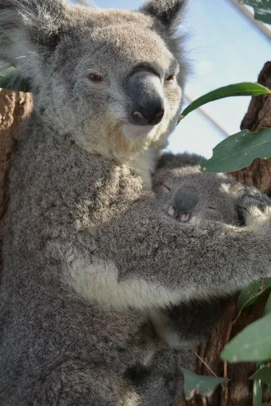 Koala