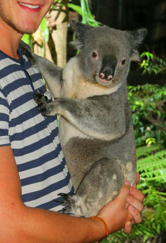 5oz Koala